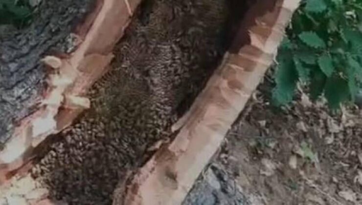 Bingöl’de ağaç kovuğundan kilo kilo çıkartıldı