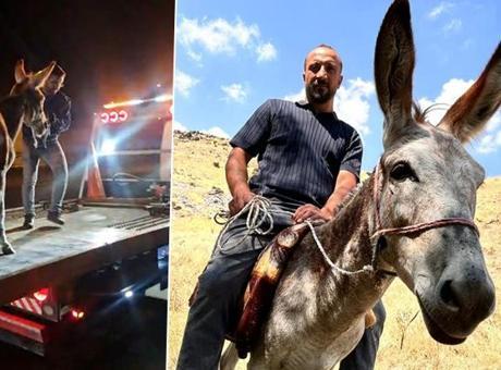 Kadife’nin başına gelenler sosyal medyayı salladı: Bir daha böyle bir eşek bulamayız