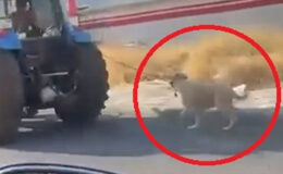 Diyarbakır’da vicdansızlık kamerada: Köpeği traktörün arkasına bağlayıp koşturdu