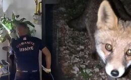 Osmaniye’de şaşkına çeviren olay! Tilki apartmanın 3. katına çıktı