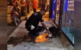 Hatay’da sokak köpeğini av tüfeğiyle yaralayan şüpheli gözaltına alındı