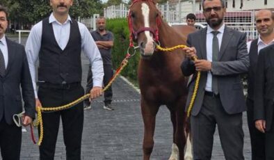 13 safkan Arap elit tay için dudak uçuklatan rakam: 51 milyon 600 bin liraya satıldılar