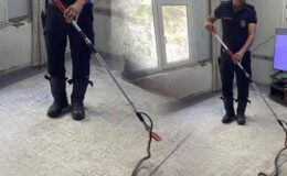 Şoke eden anlar! Metrelerce uzunluktaki yılan eve girdi