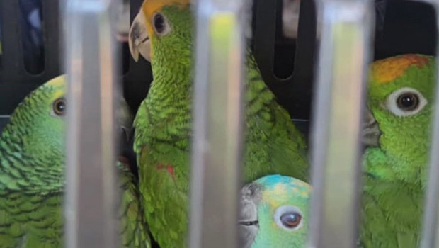 Köprü gişelerinde kaçak kuş operasyonu: Macaw ve Amazon papağanlarına el konuldu