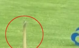 Golf deliğinden çıkan hayrete düşürdü! Gördüğüne inanamadı