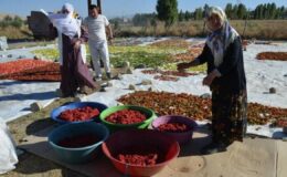 Bölgede rakibi yok! Kış sofralarının vazgeçilmezi: 25 dönümlük tarladan Avrupa’ya gidiyor