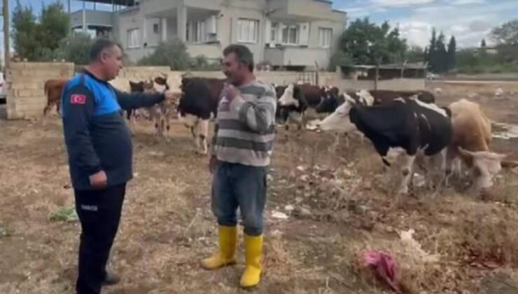 Besicinin aldığı önlem işe yaradı! Gaziantep’te kaybolan 17 büyükbaş bulundu