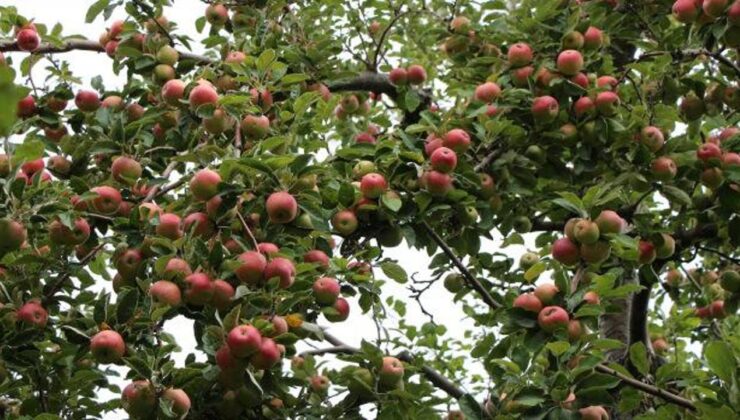 Sesiyle ünlü meyvede hasat başladı! Kilosu 30 TL’ye kadar çıkıyor