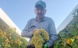 Manisa’da şaşkına çeviren hasat: Dev salkım 5,5 kilogram