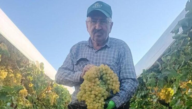 Manisa’da şaşkına çeviren hasat: Dev salkım 5,5 kilogram