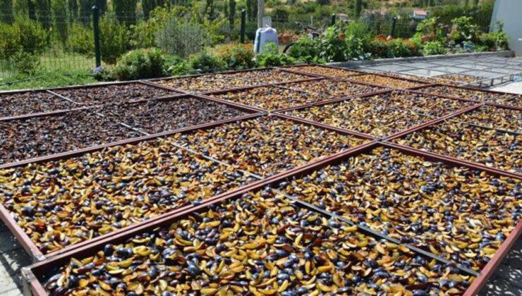 138 yıl önce tek fidanla başladı: Yurt dışından talep yağıyor