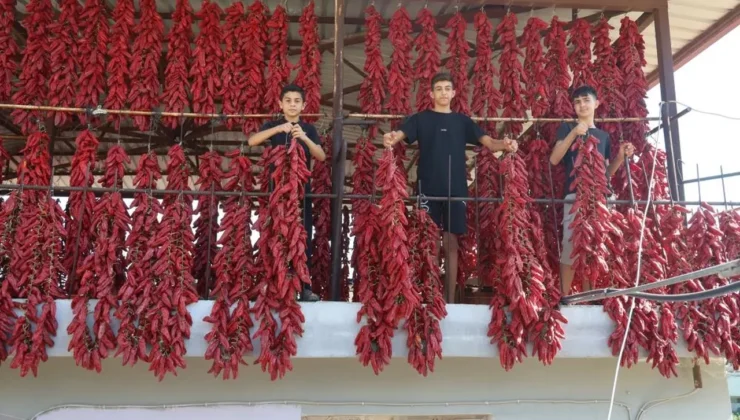 Acısı zehir, kazancı tatlı: Demeti 500 TL’den satılıyor!