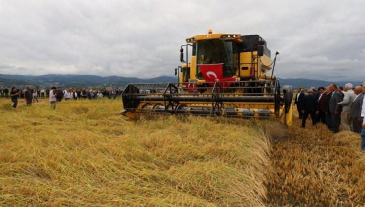 Aylardır bu anı bekliyorlardı: Çeltik hasadı başladı!