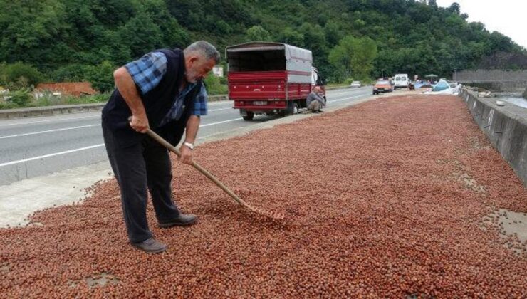 Fındık üreticisi serbest piyasadan çekilip TMO’ya yöneldi