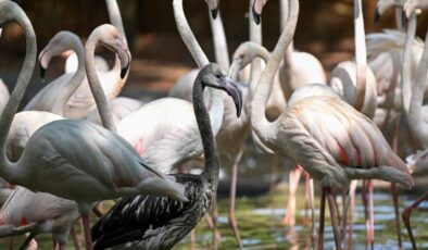 Gaziantep’teki Flamingo Adası büyüyor: Sayıları 52’ye ulaştı