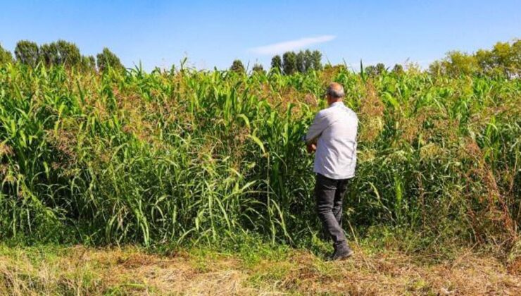 Yem maliyetini düşürecek! İlk denemede 5 ton verim alındı