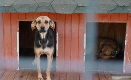 Yangında kurtarılan köpekler yuva bekliyor