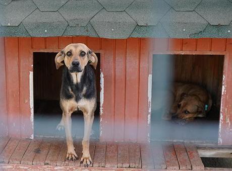 Yangında kurtarılan köpekler yuva bekliyor