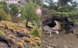 Kahramanmaraş’ta sürüye yıldırım düştü: 20 keçi telef oldu