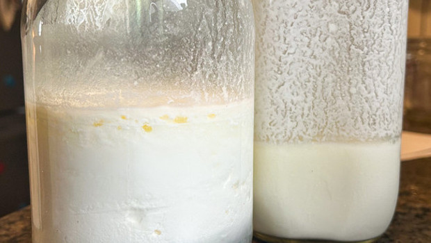 Şişedeki şifa şüphesi: Hazır kefir ve kombucha gerçekten faydalı mı?