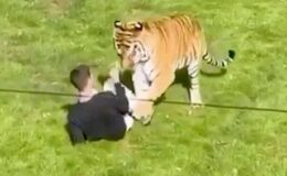 Hayvanat bahçesinde kan donduran olay! Bengal kaplanının yanına girdi: Ziyaretçiler dehşet anlarını böyle kaydı aldı