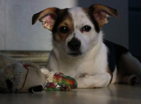 Köpek sahiplerine vergi yükü: Yıllık ücret 1660 euroya kadar çıkıyor