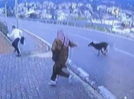 Bursa’da köpek dehşeti! Kaçmaya çalışan çocuk bacağını kırdı
