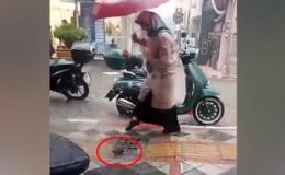 Canlı yayın yaparken gözlerine inanamadı! Mazgaldan çıkan görenleri korkuttu