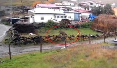 Korku dolu anlar: Gündüz vakti köye indi! Dev bozayı sokaklarda böyle dolaştı