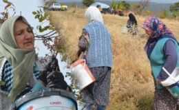 Dağlarda kendiliğinden yetişiyor: 78 yaşındaki nine yıllardır topluyor! ‘Bol olduğu için kendimiz yemeyip satıyoruz’