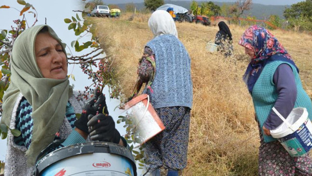 Dağlarda kendiliğinden yetişiyor: 78 yaşındaki nine yıllardır topluyor! ‘Bol olduğu için kendimiz yemeyip satıyoruz’