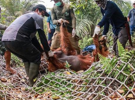 Endonezya’da kırmızı alarm: Zehirli yangınlardan düzinelerce orangutan kurtarıldı