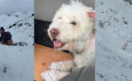 Zamanla yarıştılar: Çığın altında kalan köpek 2 gün sonra kurtarıldı