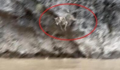 Görüntüler Türkiye’den! Vahşi doğa belgesellerini aratmadı: İşte kurtlarla yaban keçilerinin amansız mücadelesi