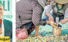 Zeytin hasadının kahramanları kadın çiftçiler
