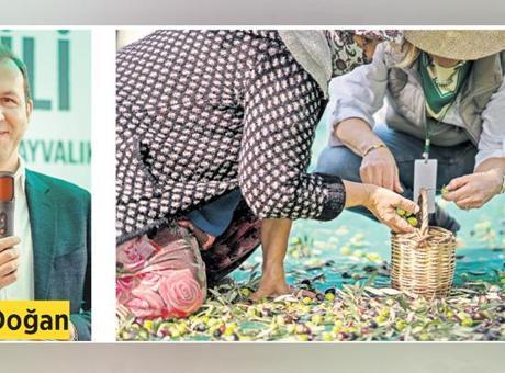 Zeytin hasadının kahramanları kadın çiftçiler
