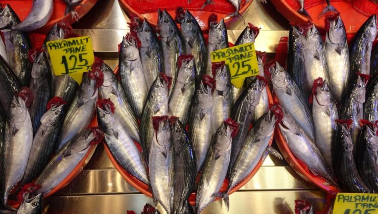 Palamut büyüdü, fiyatı arttı! Ağırlığı 1 kiloya ulaştı