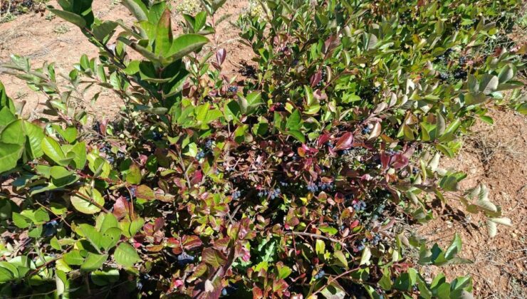İlaç niyetine tüketiliyor! Şifa deposu diye satıyorlar! 1 kilodan 8 litre meyve suyu