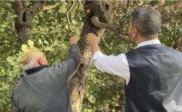 Dağlardan servet fışkırdı: Unutulan alanda paraya para demiyorlar