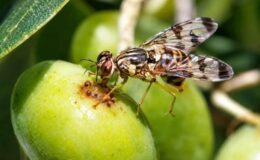 Zeytin üreticilerine kritik uyarı! Son tarih 20 Ekim!