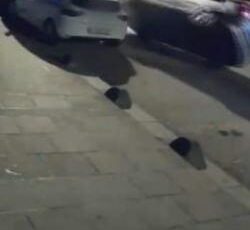 Esenyurt’ta sokakta kedi parçalayan pitbull sahibine cep yakana ceza