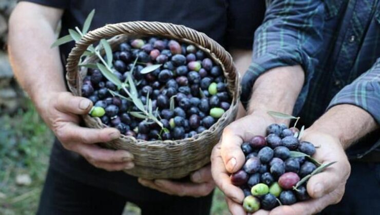 Artvin’de cambazlık gerektiren hasat! 12 metrelik merdivenlerle topluyorlar!