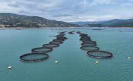 IPARD III kapsamında 95 projeye 1,2 milyar lira hibe