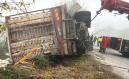Bolu’da tavuk yüklü kamyon devrildi! Yaralılar var