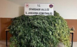 Diyarbakır’da 57 bin 700 kök kenevir ele geçirildi