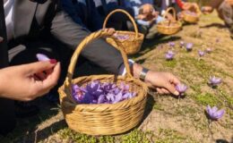 Tarlada yetişiyor, altınla yarışıyor! Kilosu 800 bin TL