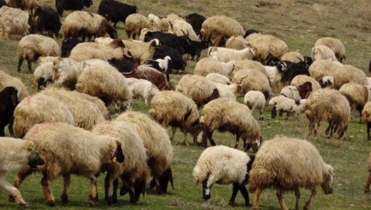 Güney Kıbrıs’ta 83 binden fazla hayvan itlaf edilecek