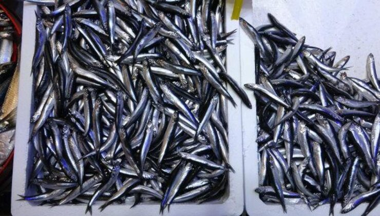 Hamsi ihracatında dikkat çeken artış! 22 ülkenin sofrasına girdi