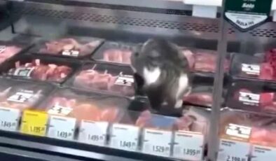 Ünlü markette tepki çeken görüntü! Sokak kedisi kasap reyonundaki etleri yedi