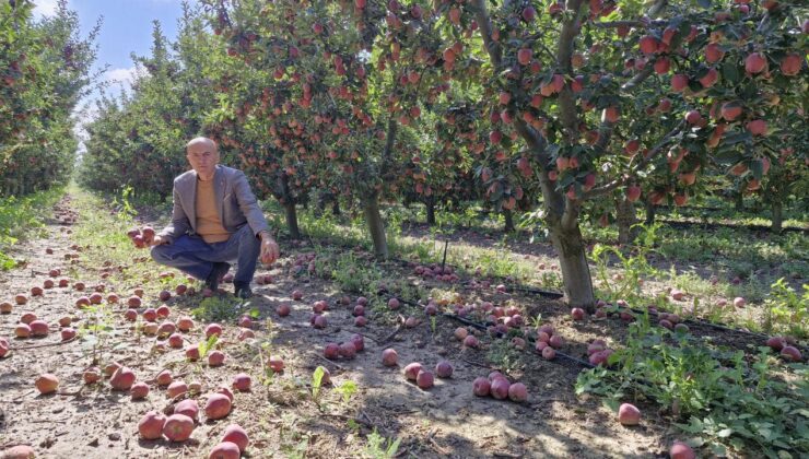 Elma bolluğu fiyatları düşürdü! Dalında 25 liradan 10 liraya geriledi
